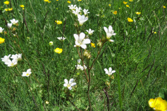 fleurs de montagne